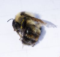 Bombus rufocinctus image