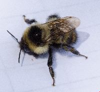 Bombus rufocinctus image