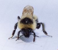Bombus rufocinctus image