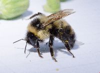 Bombus rufocinctus image