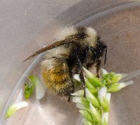 Bombus rufocinctus image