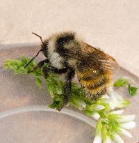Bombus rufocinctus image