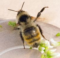 Bombus rufocinctus image