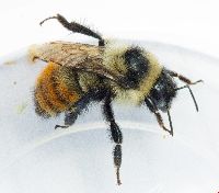 Bombus rufocinctus image