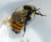 Bombus rufocinctus image