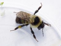 Bombus rufocinctus image