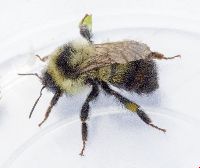 Bombus rufocinctus image