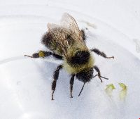 Bombus rufocinctus image