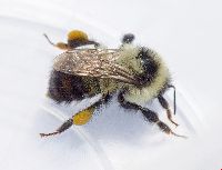 Bombus rufocinctus image