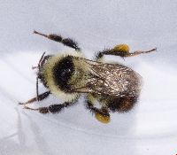 Bombus rufocinctus image