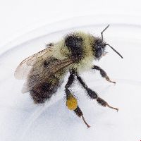 Bombus rufocinctus image