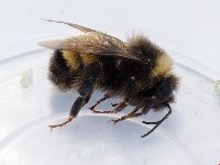 Bombus terricola image