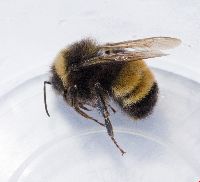 Bombus terricola image