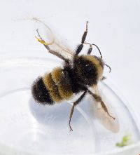 Bombus terricola image