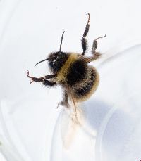 Bombus terricola image