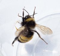 Bombus terricola image