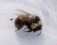 Bombus rufocinctus image