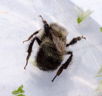 Bombus rufocinctus image
