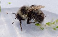 Bombus rufocinctus image