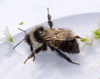 Bombus rufocinctus image