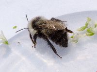Bombus rufocinctus image