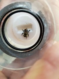 Bombus impatiens image