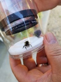 Bombus rufocinctus image