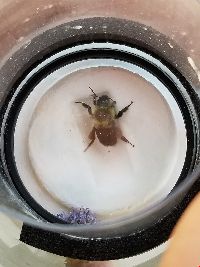 Bombus impatiens image