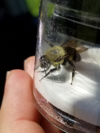 Bombus griseocollis image