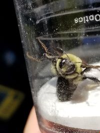 Bombus griseocollis image