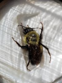 Bombus griseocollis image