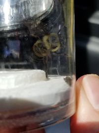 Bombus griseocollis image