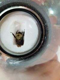 Bombus bimaculatus image