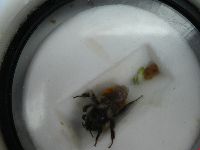 Bombus ternarius image