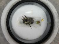 Bombus sandersoni image
