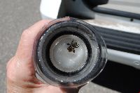 Bombus borealis image