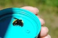 Bombus borealis image