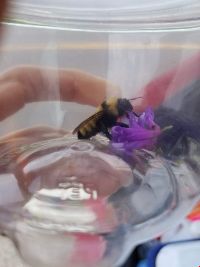 Bombus fervidus image