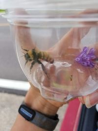 Bombus fervidus image