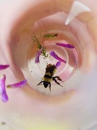 Bombus fervidus image
