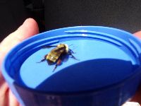 Bombus fervidus image