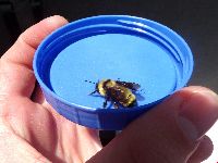 Bombus fervidus image