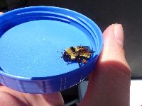 Bombus fervidus image