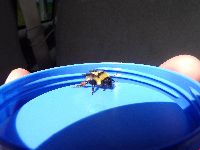 Bombus fervidus image