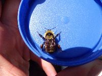 Bombus fervidus image