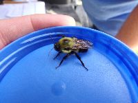 Bombus griseocollis image