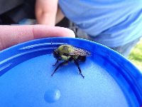 Bombus griseocollis image