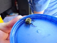 Bombus griseocollis image