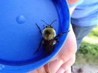 Bombus griseocollis image