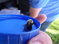 Bombus griseocollis image